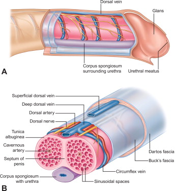 Diagram anatomi mekanisme zakar lelaki